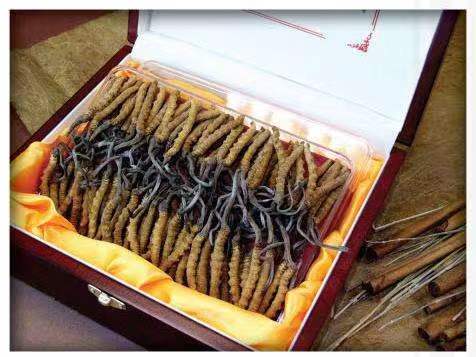 抱由镇冬虫夏草回收